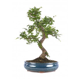 Zelkova parvifolia. Bonsái...