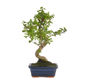 Ligustrum sinensis. Bonsai...