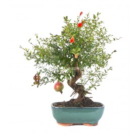 Punica granatum nana. Bonsai 9 Jahre. Granatapfel