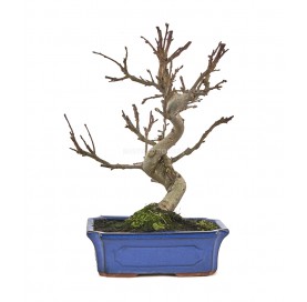 Malus sp. Bonsai 12 Jahre....