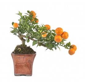 Citrus myrtifolia. Bonsaï...