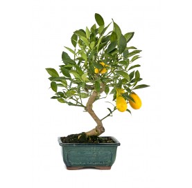 Citrus llimencuat. Bonsai...
