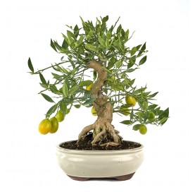 Citrus llimencuat. Bonsai...