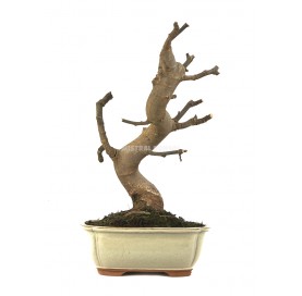 Ficus carica. Bonsai 13 Jahre. Feigenbaum.