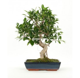 Ficus retusa. Bonsai 20 years. Chinese banyan