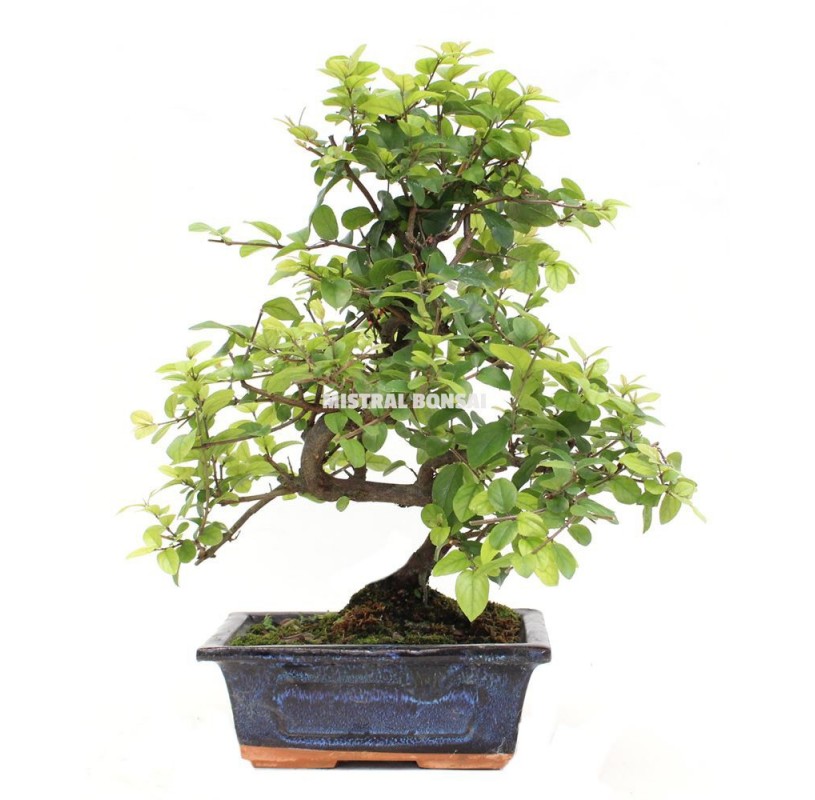 Sageretia theezans. Bonsai 6 years. Chinese Sweet Plum Tree or Bird plum.