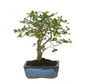 Zelkova parvifolia. Bonsai...