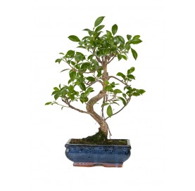 Ficus retusa. Bonsai 8...