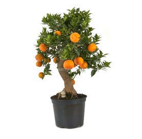 Prebonsaï exclusif Citrus...