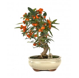 Exclusive bonsai Citrus kinzu 15 years. Hong Kong kumquat or Kinzu