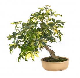 Schefflera arboricola...