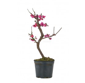 Prunus mume. Prebonsai 19...