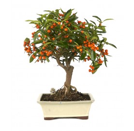 Exclusive bonsai Citrus kinzu 19 years. Hong Kong kumquat or Kinzu