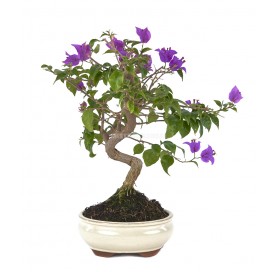 Bouganvillea glabra. Bonsai...