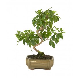 Durantha repens. Bonsai 8 years. Duranta or Geisha Girl.