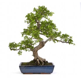 Zelkova parvifolia. Bonsái...