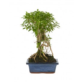 Serissa phoetida. Bonsai 5...