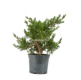 Juniperus chinensis kyushu....