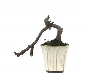 Ficus carica. Bonsai 8 years. Fig tree. Cascade.