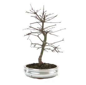 Acer palmatum deshojo. Bonsái 13 años. Arce japonés palmeado.