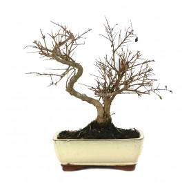 Punica granatum. Bonsai 8...