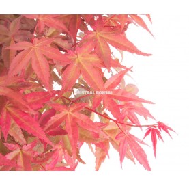 Acer palmatum deshojo. Bonsai 14 years. Japanese Red Maple. Double trunk.