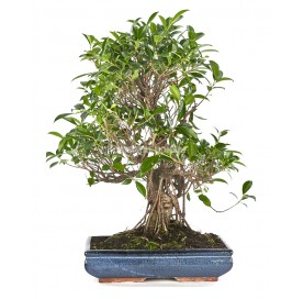 Ficus retusa. Bonsaï 21 Ans. Ficus.