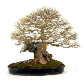 Bonsai Specimen Acer...