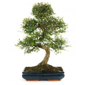 Zelkova parvifolia. Bonsai...