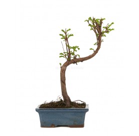 Metasequoia sp. Bonsai 7 years. Dawn redwood.