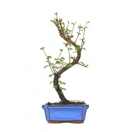 Metasequoia sp. Bonsai 7...