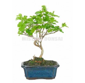 Morus sp. Bonsai 7 years....