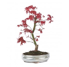 Acer palmatum deshojo....