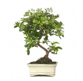 Pyracantha sp. Bonsaï 7...