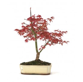 Acer palmatum deshojo....
