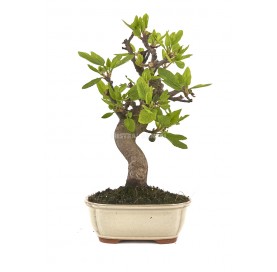 Ficus carica. Bonsai 12 years. Fig tree.