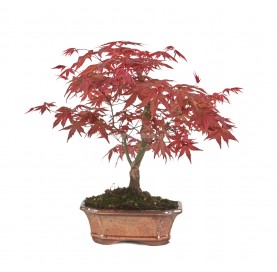 Acer palmatum deshojo....