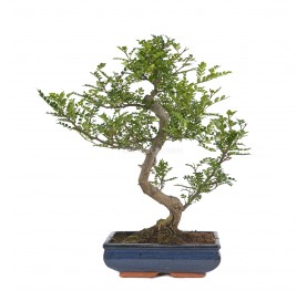 Zanthoxylum piperitum....