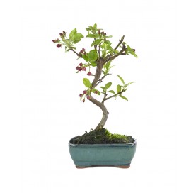 Malus. Bonsai 7 years. Crab Apple or Apple tree