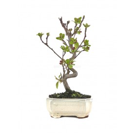 Malus. Bonsai 7 years....