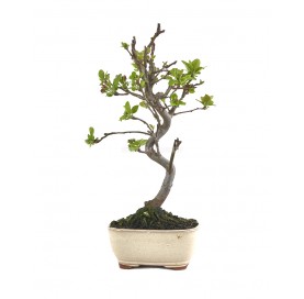 Malus. Bonsai 8 years. Crab...