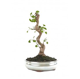 Ginkgo biloba. Bonsaï 16 Ans. Arbre aux quarante écus ou Arbre aux abricots d'argent.
