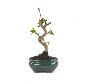 Ginkgo biloba. Bonsaï 8 ans. Arbre aux quarante écus ou Arbre aux abricots d'argent