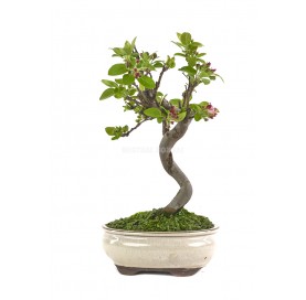 Malus sp. Bonsai 9 Jahre....