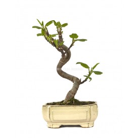 Ficus carica. Bonsai 8 years. Fig tree.
