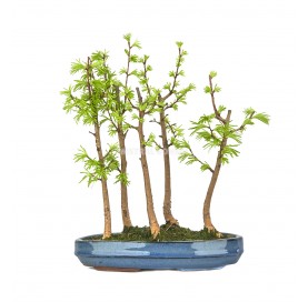 Pseudolarix sp. Bonsai 10...