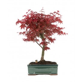 Bonsaï exclusif Acer...