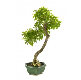 Exklusive Bonsai Durantha...