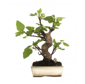 Bonsaï exclusif Ficus...