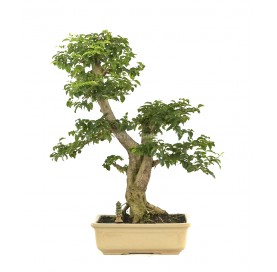 Bonsaï exclusif Ligustrum...